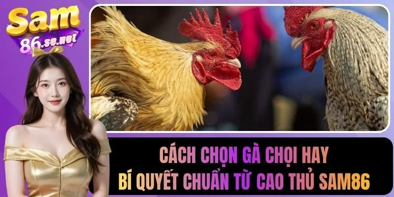 cách chọn gà chọi hay
